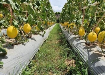 Permintaan Buah dan Sayur Tinggi, Subsektor Hortikultura Tumbuh Positif 7,85 Persen di Kuartal ke IV 2020