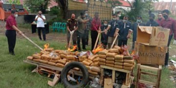 Polisi Aceh Bakar 194 Kilogram Ganja Kering Barang Bukti Perkara Narkotika